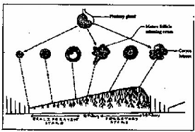 500_menstrual cycle in human beings.png